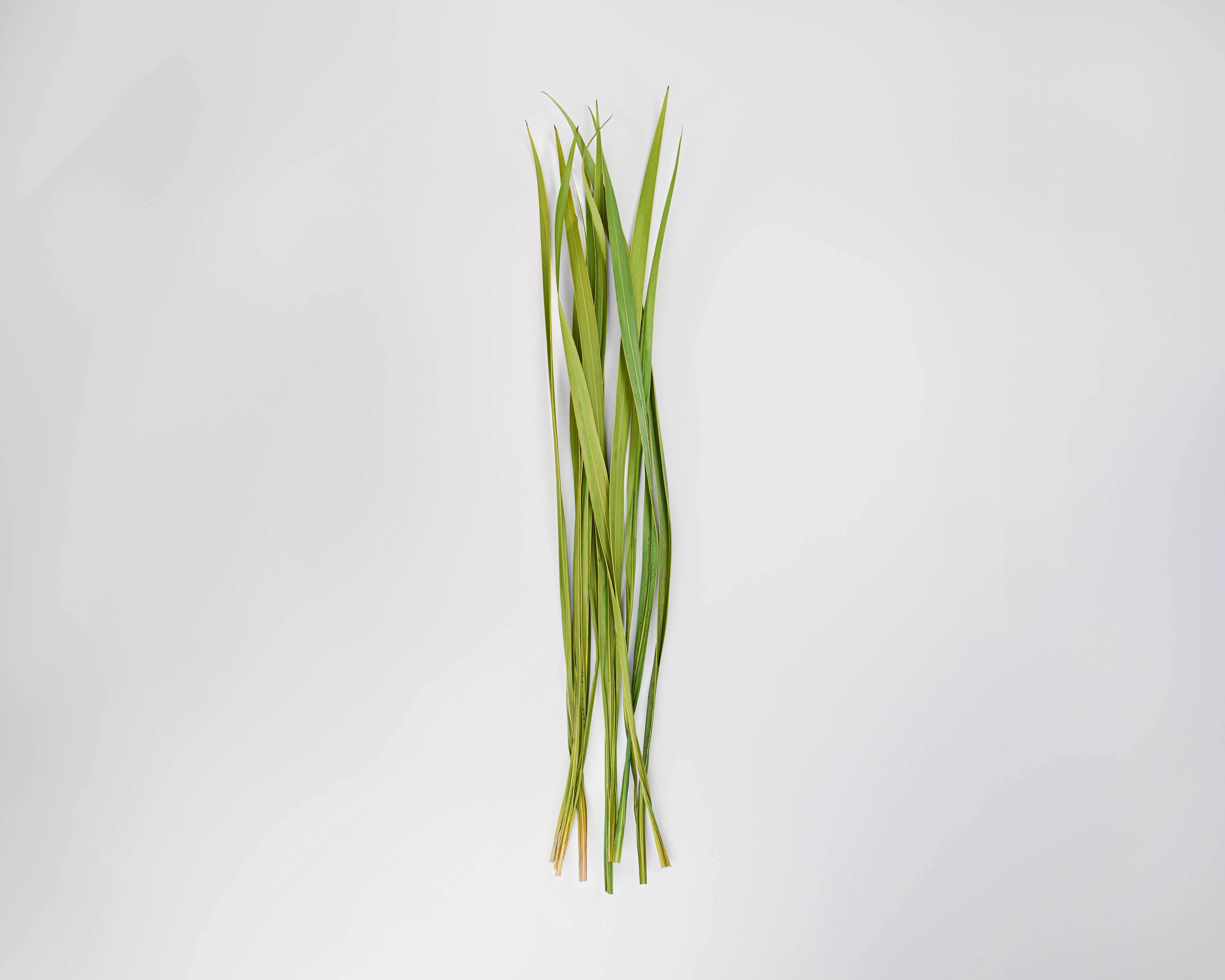Dried Snake Leaves - Dried Sabel Palm