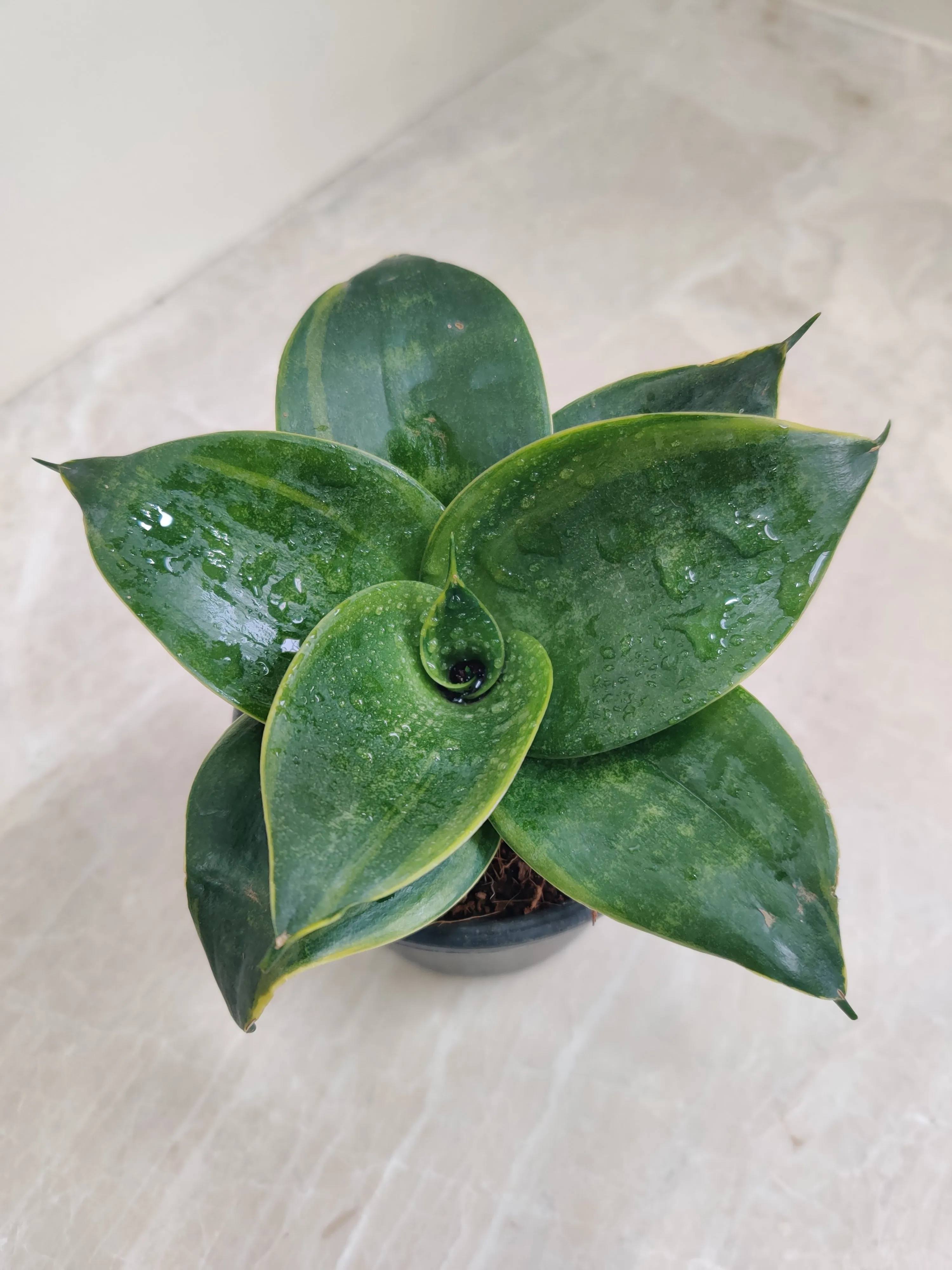 Sansevieria (Snake Plant) Green Dwarf Plant