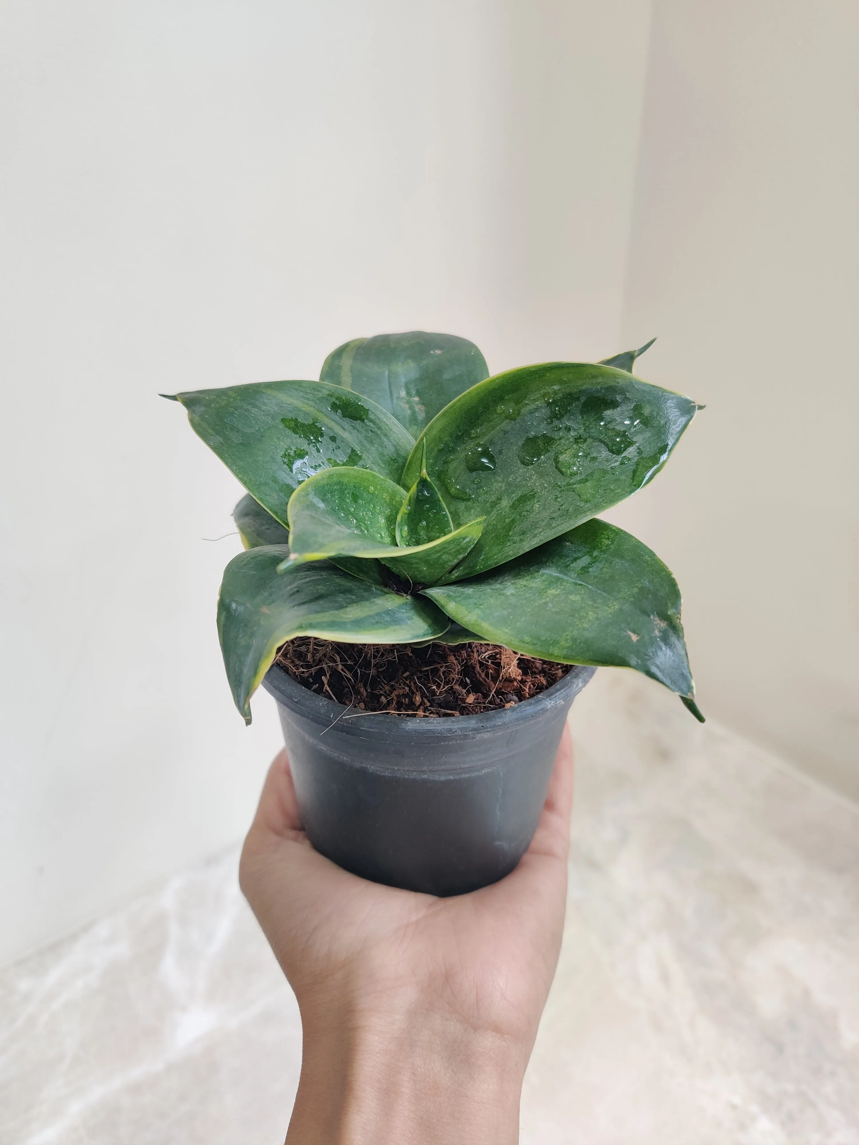 Sansevieria (Snake Plant) Green Dwarf Plant