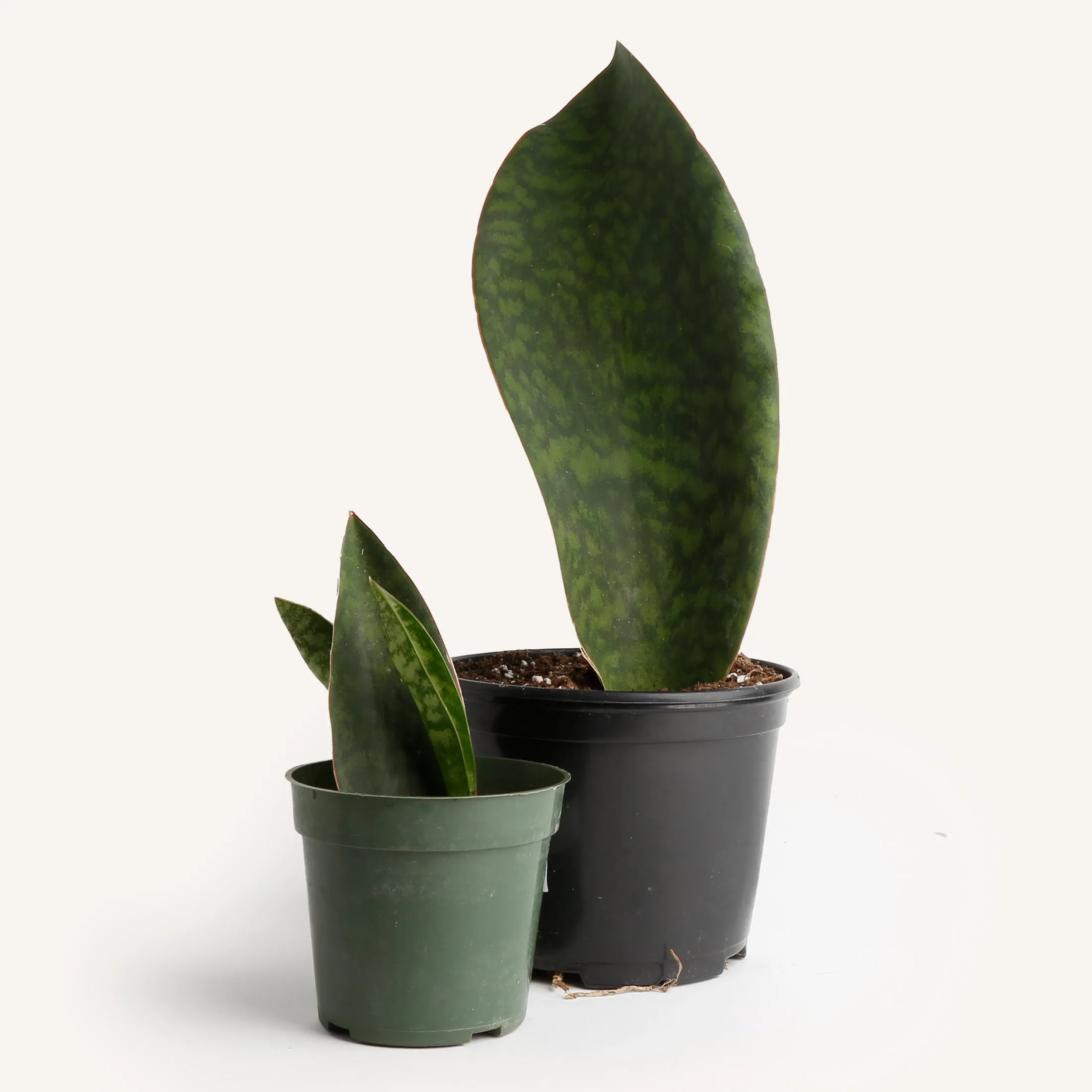 Sansevieria Whale Fin