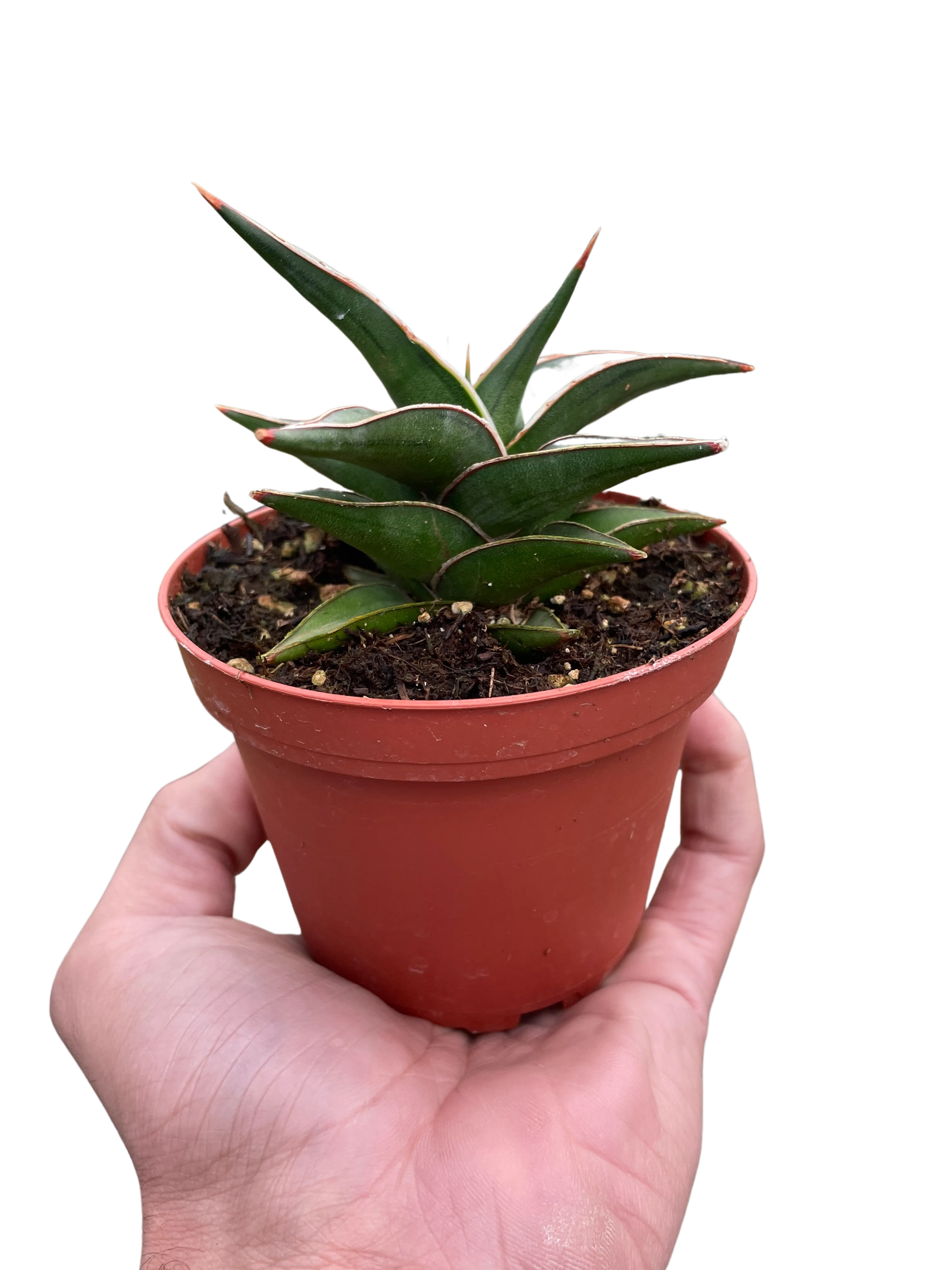 Lavranos Snake Plant - Easy-Care, Air-Purifying Indoor Houseplant