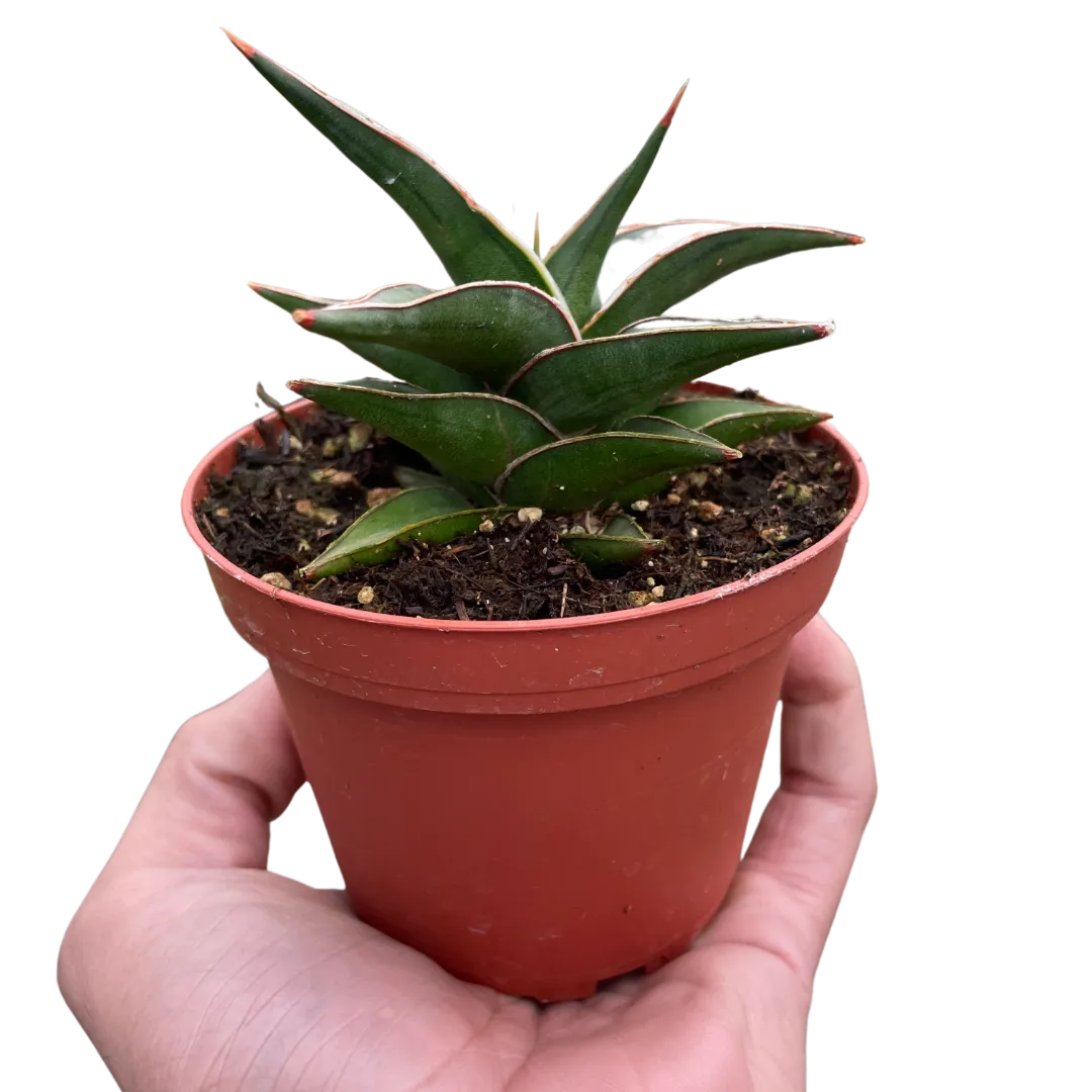 Lavranos Snake Plant - Easy-Care, Air-Purifying Indoor Houseplant