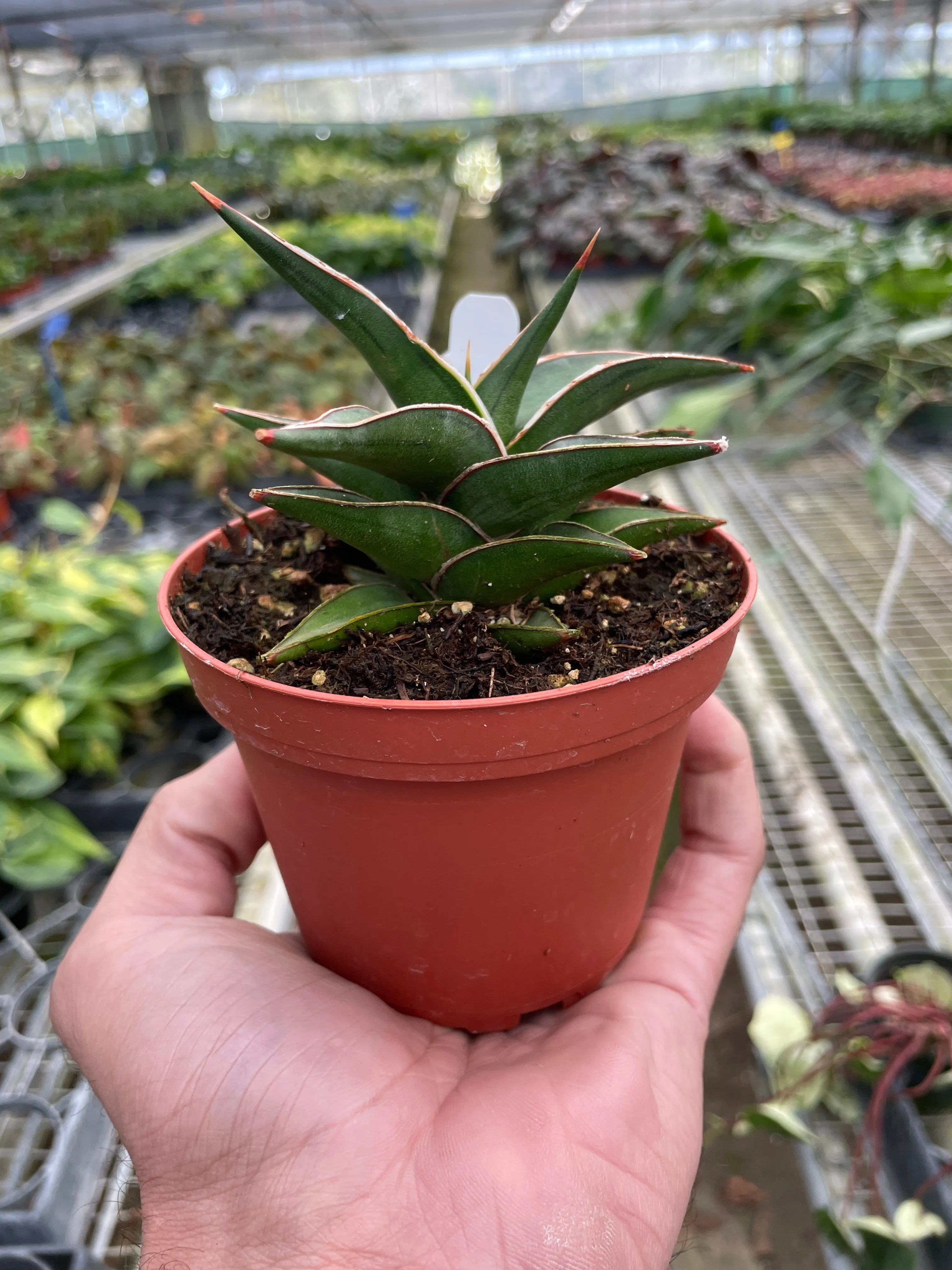 Lavranos Snake Plant - Easy-Care, Air-Purifying Indoor Houseplant