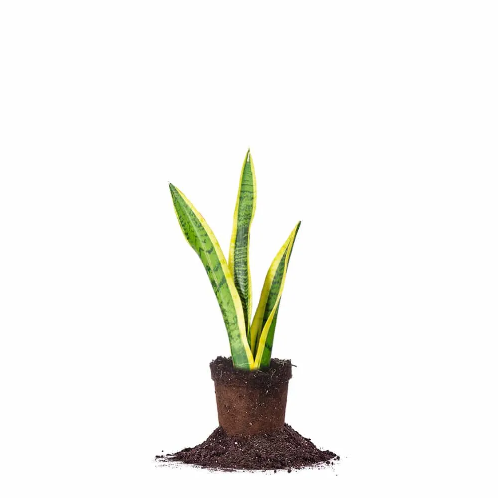 Variegated Snake Plant