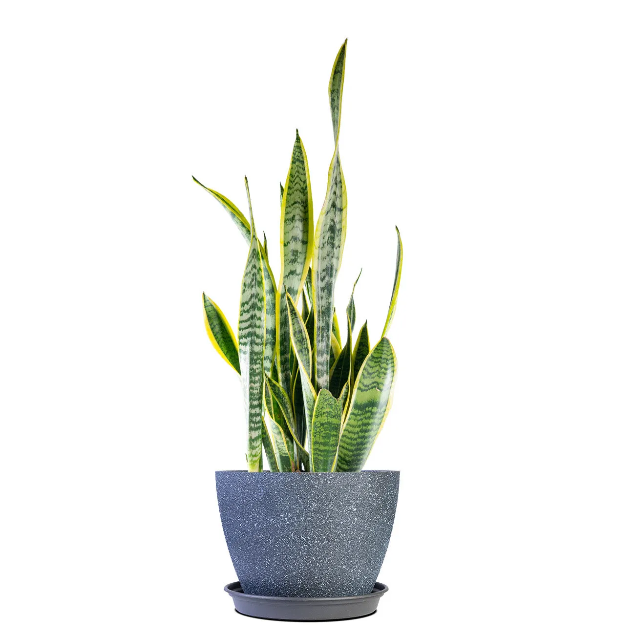 Variegated Snake Plant