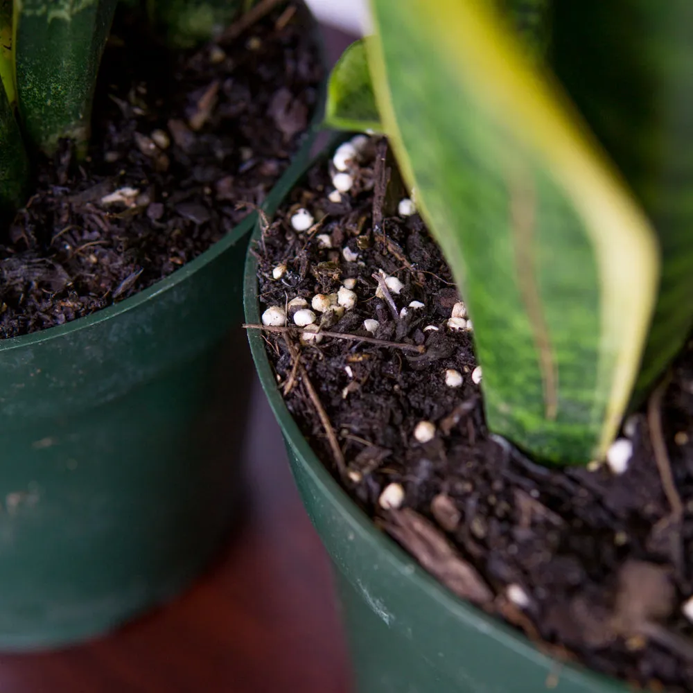 Variegated Snake Plant