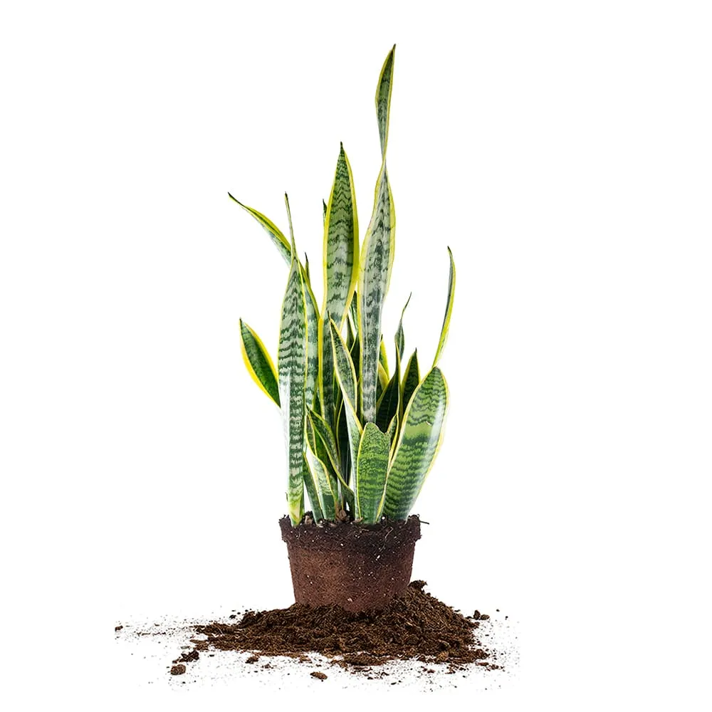 Variegated Snake Plant