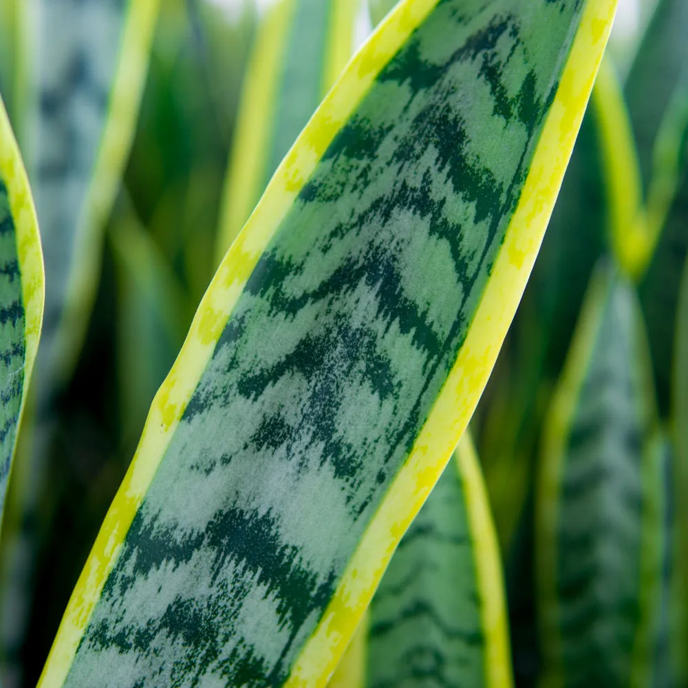 Variegated Snake Plant