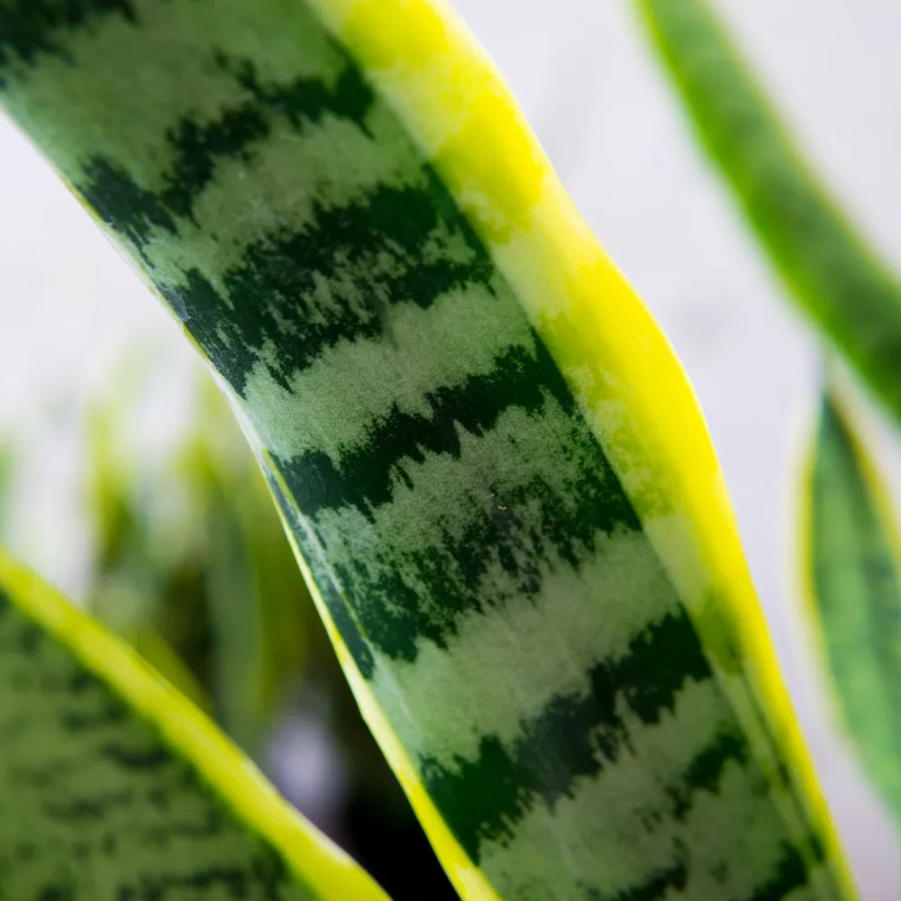 Variegated Snake Plant